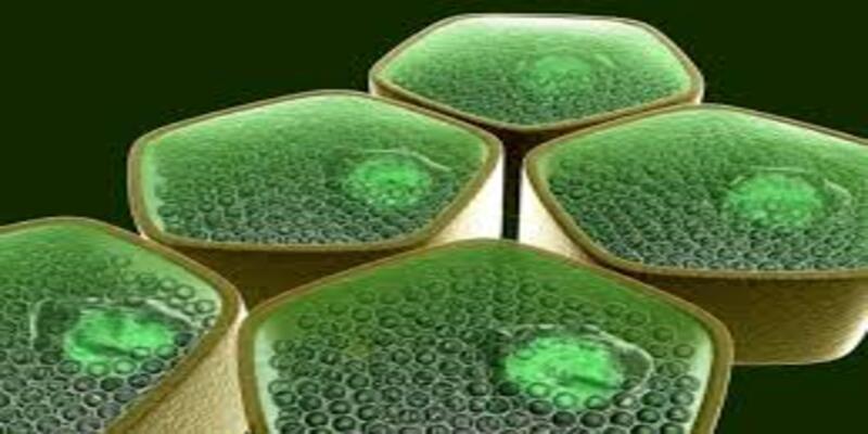 Plant Cell Bioprocessing