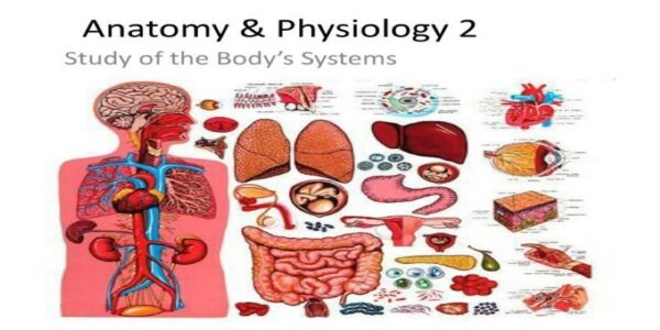 Anatomy and Physiology 2