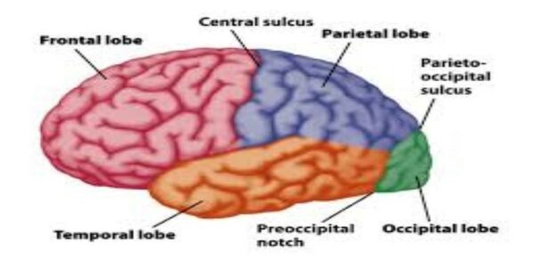 Neuroscience and Neuroanatomy.